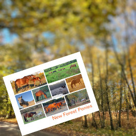 Postal Nuevos ponis forestales