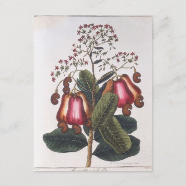 Postal Nuez de caché (Anverso)