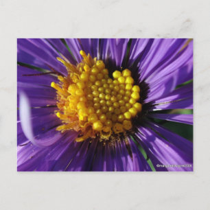 Postal Número de Aster 8 sin título