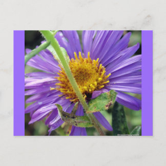 Postal Número de Aster sin título 1