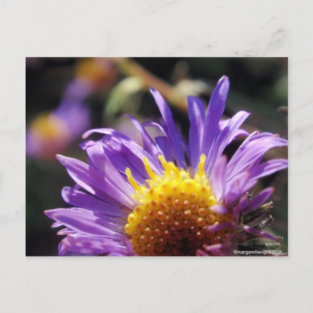 Postal Número de Aster sin título 10 (Anverso)