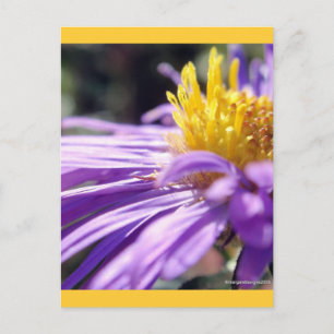 Postal Número de Aster sin título 9