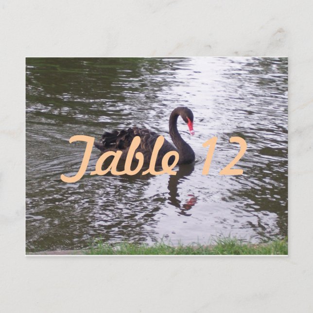Postal Número de mesa del cisne negro (Anverso)