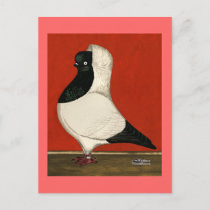 Postal Nun Pigeon