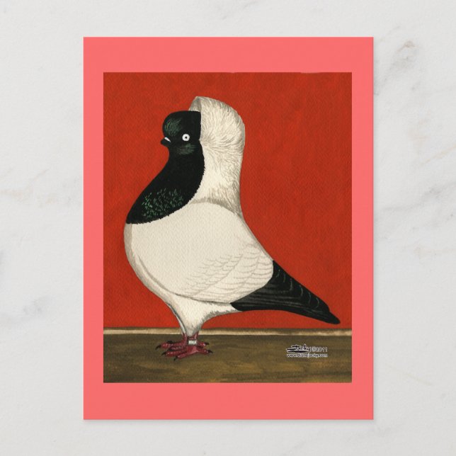 Postal Nun Pigeon (Anverso)