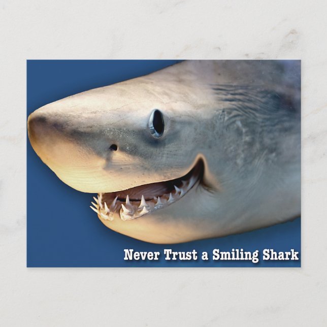Postal Nunca confíes en un tiburón sonriente (Anverso)
