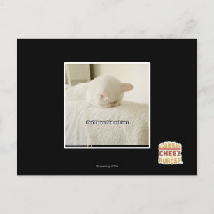 Postal nunca me encontrarán aquí