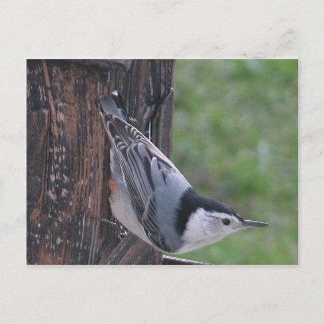 Postal Nuthatch (Anverso)