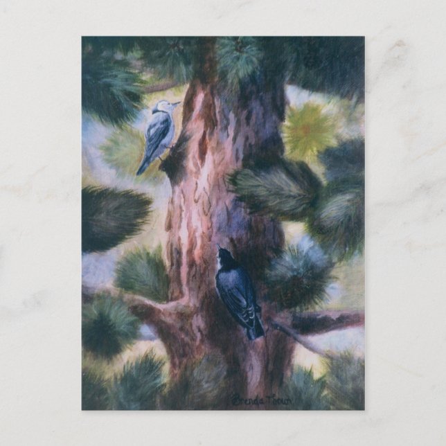 Postal Nuthatch Amor A Primera Vista (Anverso)