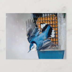 Postal Nuthatch blanco en nieve - foto original