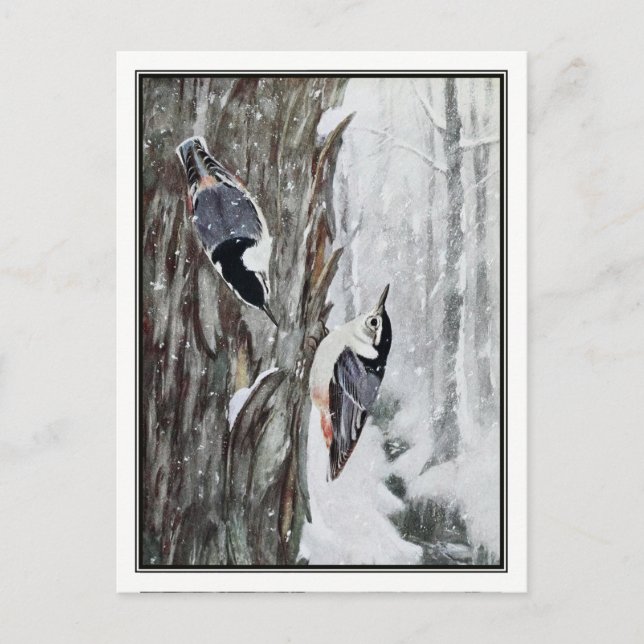 Postal Nuthatch blanco - Robert Bruce Horsfall (Anverso)