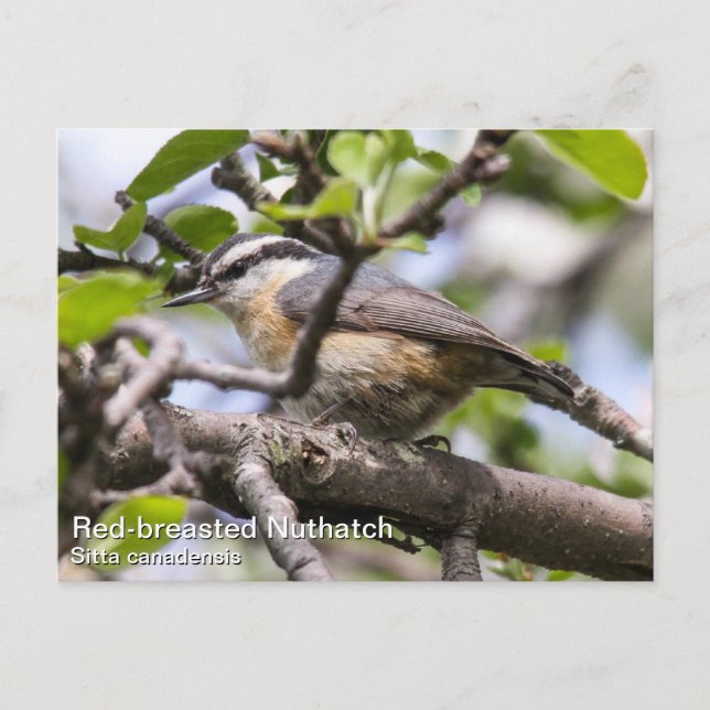 Postal Nuthatch de pecho rojo (Anverso)
