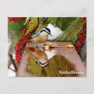 Postal Nuthatch de pecho rojo