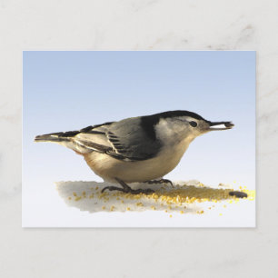 Postal Nuthatch de pechos blancos