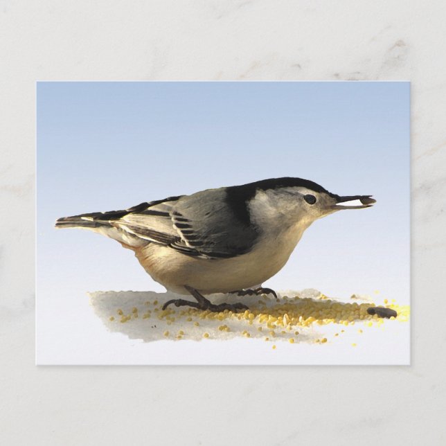 Postal Nuthatch de pechos blancos (Anverso)
