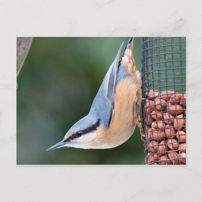 Postal Nuthatch en alimentador (Anverso)