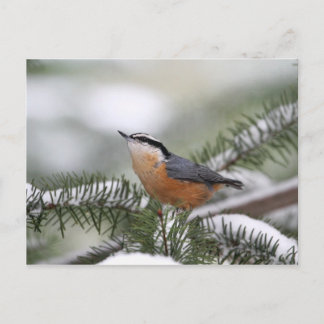 Postal Nuthatch en una rama de nieve en invierno