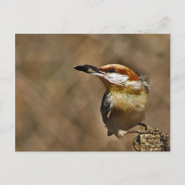 Postal Nuthatch marrón (Anverso)