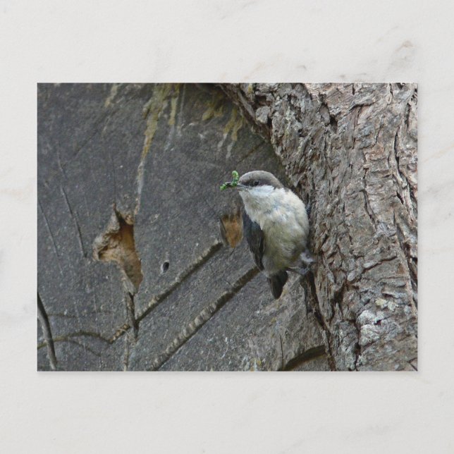 Postal Nuthatch Pygmy (Anverso)