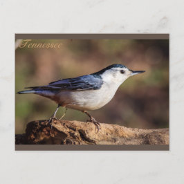Postal Nuthatch Tennessee