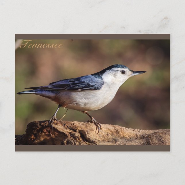 Postal Nuthatch Tennessee (Anverso)