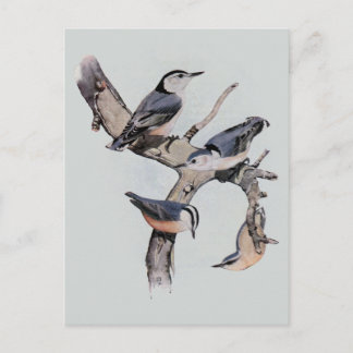 Postal Nuthatches de Pecho Rojo y Blanco