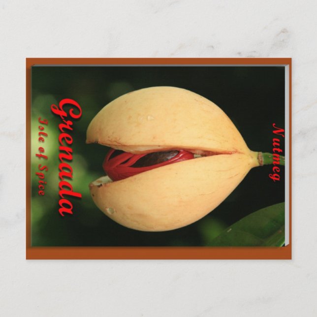 Postal Nutmeg (Anverso)