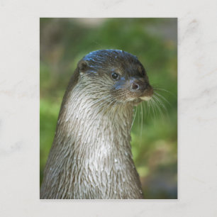 Postal Nutria
