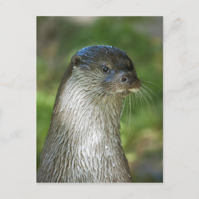 Postal Nutria (Anverso)