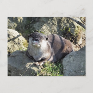 POSTAL NUTRIA ADORABLE