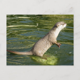 Postal Nutria asiática