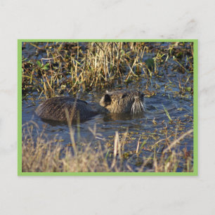Postal Nutria en el agua