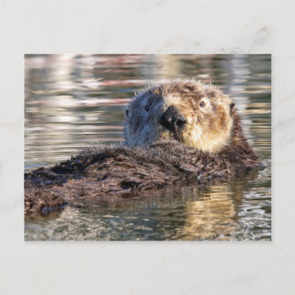 Postal Nutria flotante