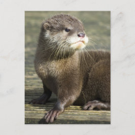 Postal Nutria linda del bebé