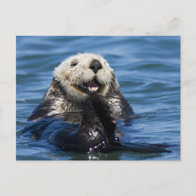 Postal Nutria marina de California Enhydra lutris) se arr (Anverso)