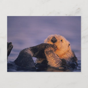 Postal Nutria marina, Enhydra lutris