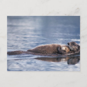 Postal nutria marina, Enhydra lutris lutris