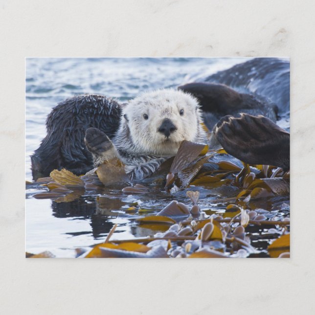 Postal Nutria marina envuelta en kelp (Anverso)