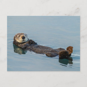 Postal Nutria marina flotando de espaldas en el océano