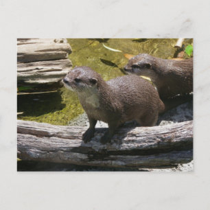 Postal Nutrias asiáticas de pequeño tamaño