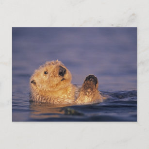 Postales Nutria Marina Tarjetas Postales Zazzle Es