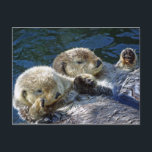 Postal nutrias marinas<br><div class="desc">Foto de nutrias marinas de New Forest Pics</div>