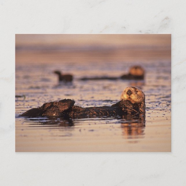 Postal Nutrias marinas, Enhydra lutris 3 (Anverso)