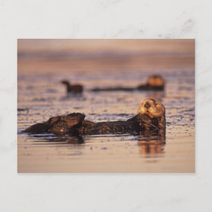 Postal Nutrias marinas, Enhydra lutris 3