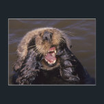 Postal Nutrias marinas, Enhydra lutris 6<br><div class="desc">Sea Otters,  Enhydra lutris � Bradley-Irlanda / DanitaDelimont.com</div>