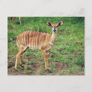 Postal Nyala hembra, Reserva de caza Hluhluwe-Umfolozi