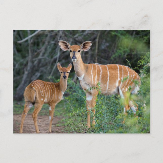 Postal Nyala (Tragelaphus Angazii) con cría, Ndumo (Anverso)