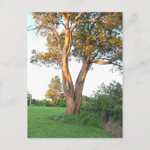 Postal Nymph de árbol