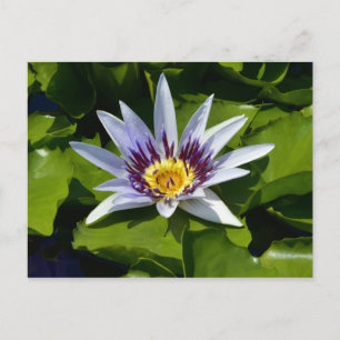 Postal Nymphaea colorata - Nenúfar africano Tanzania