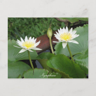 Postal Nymphaea Flower Waterlily
